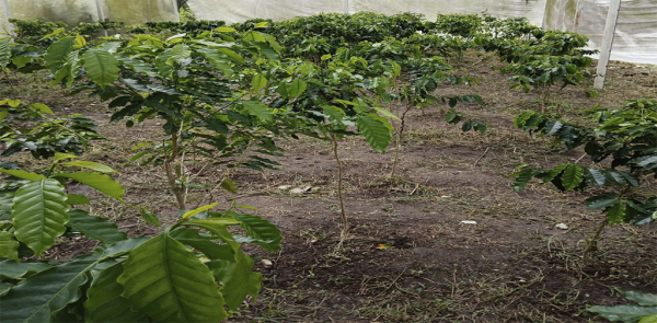 RECORRIDO POR EL INVERNADERO DE LA FACULTAD MAYA DE ESTUDIOS AGROPECUARIOS