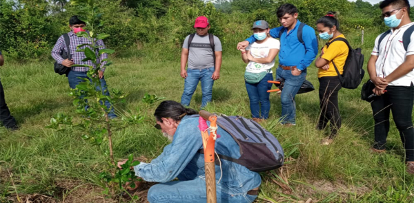 PRACTICA DE PODA EN LA PLANTACIÓN DE CÍTRICOS