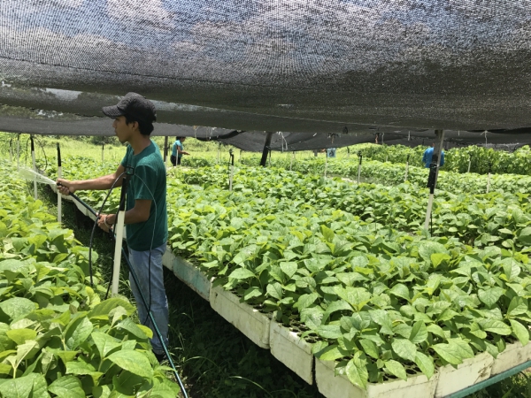 Producción de plantas